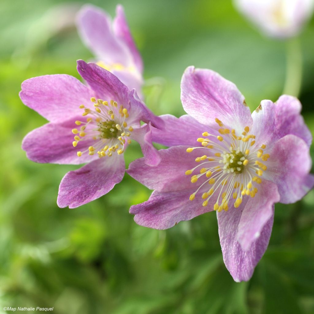 Anemone nemorosa Westwell Pink - Bosanemoon