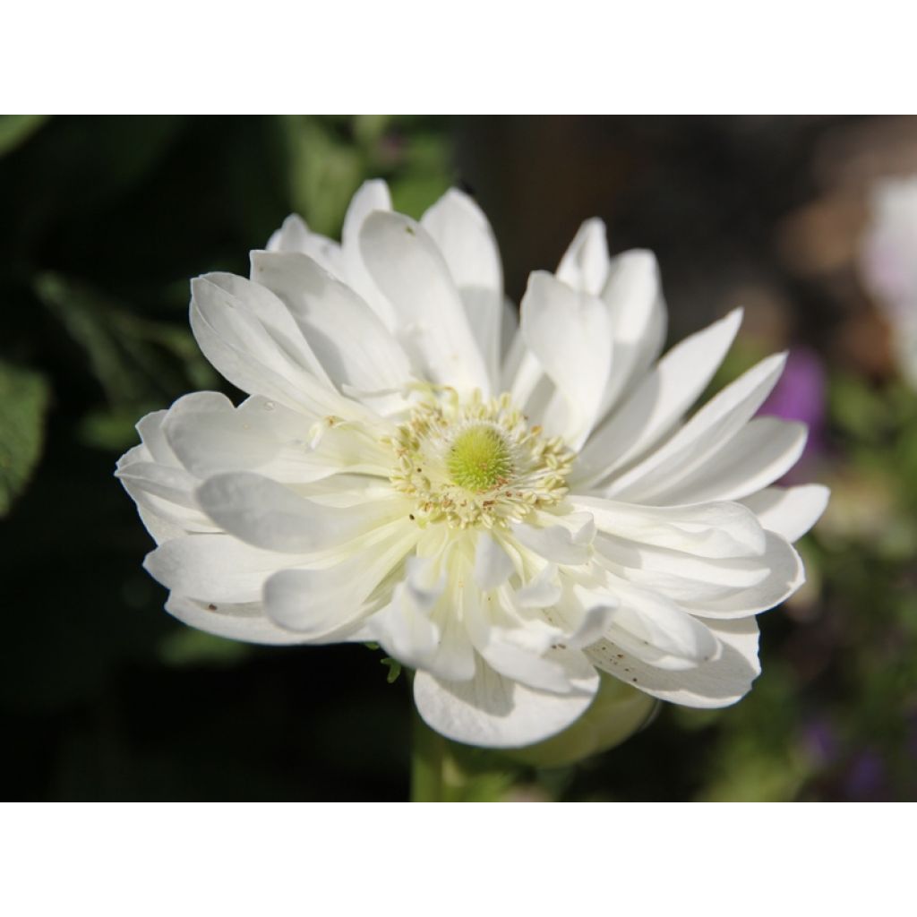 Anemone coronaria Mount Everest - Klaproos-anemoon