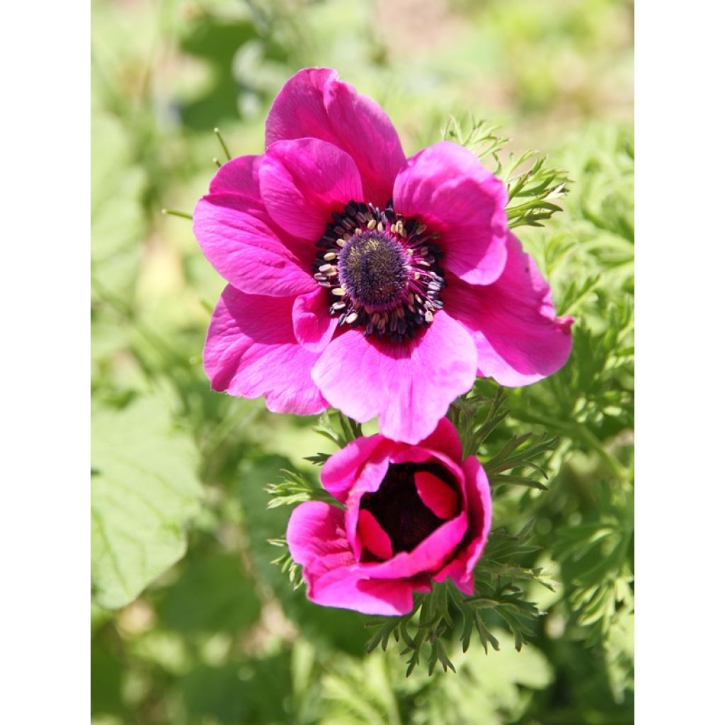 Anemone coronaria Sylphide - Klaproos-anemoon