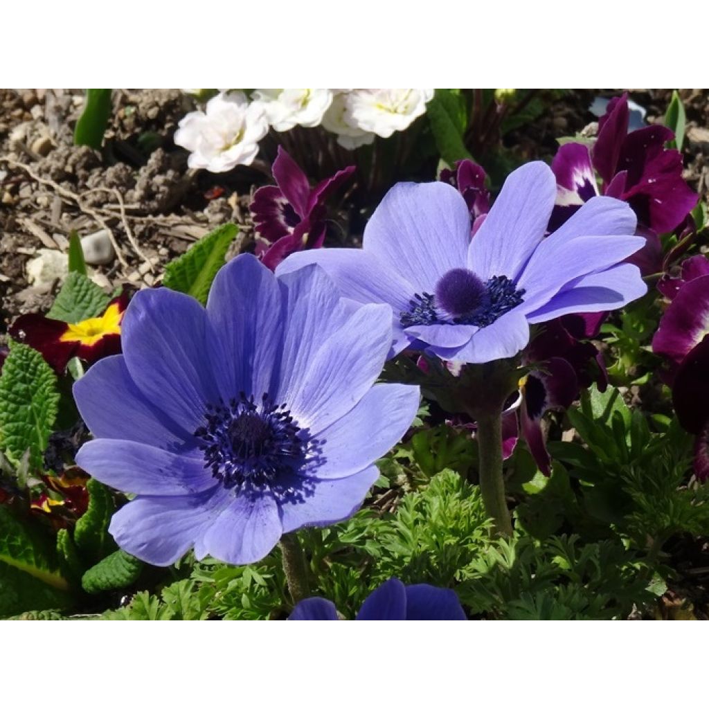 Anemone coronaria Mr Fokker - Klaproos-anemoon