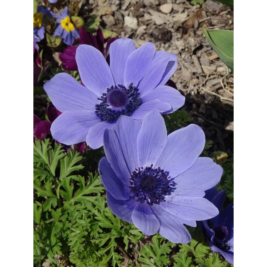 Anemone coronaria Mr Fokker - Klaproos-anemoon