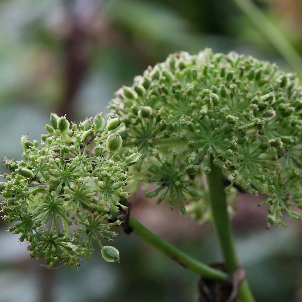 Angelica gigas - Rode engelwortel