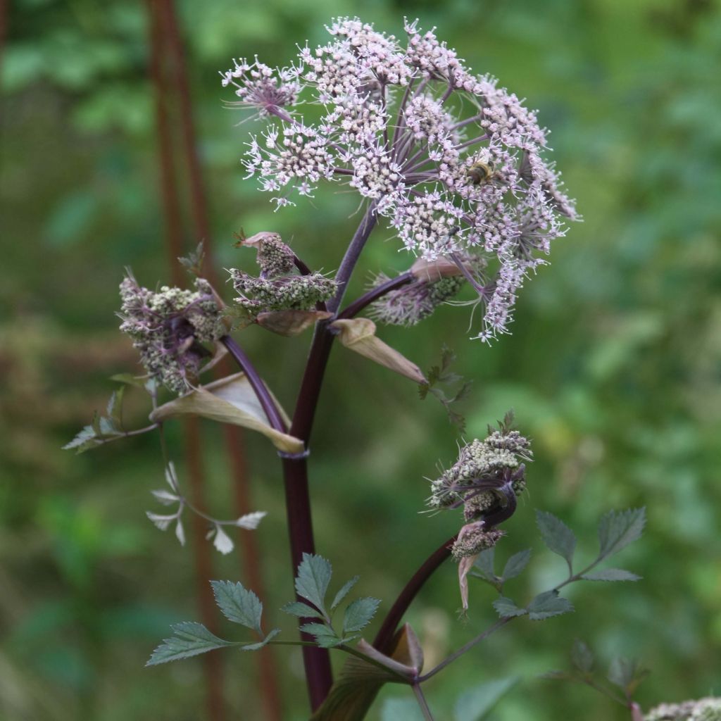 Angelica sylvestris Vicars Mead - Wilde engelwortel