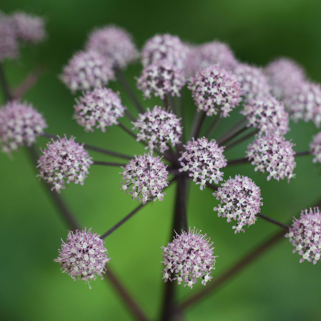 Angelica sylvestris Vicars Mead - Wilde engelwortel