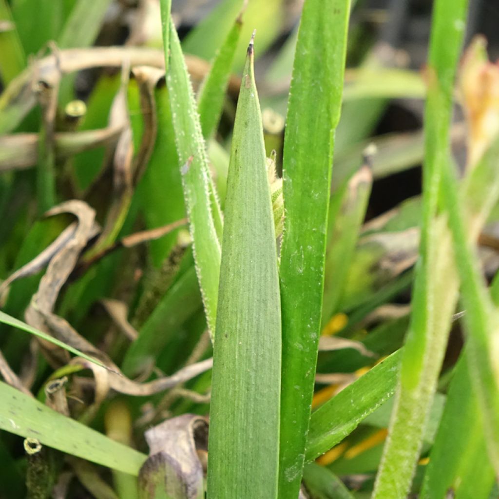 Anigozanthos Bush Bonanza - Kangoeroepoot