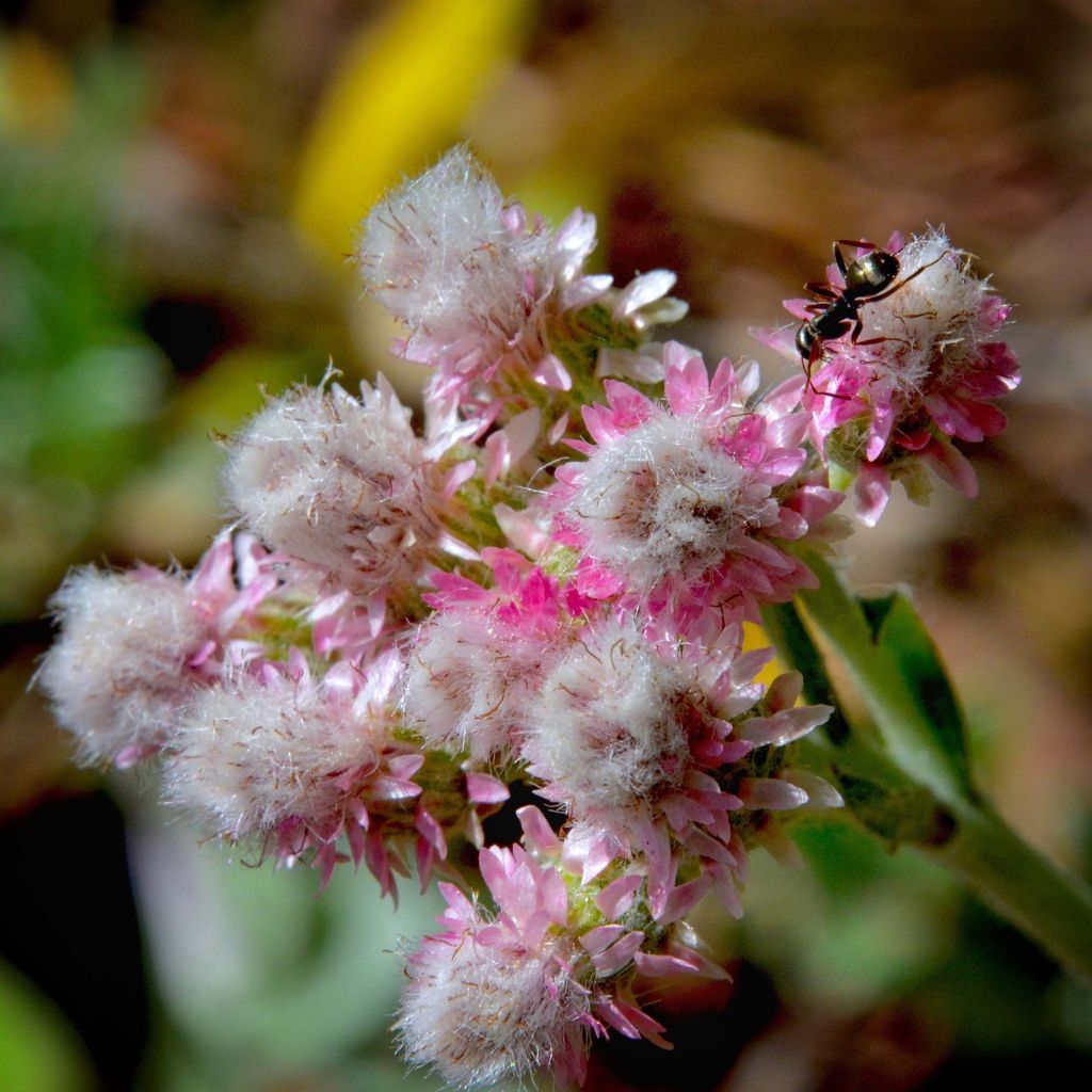Antennaria dioica Rubra - Rozenkransje