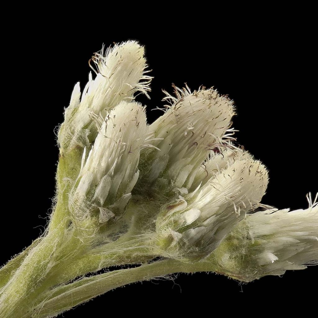 Antennaria plantaginifolia - Rozenkransje
