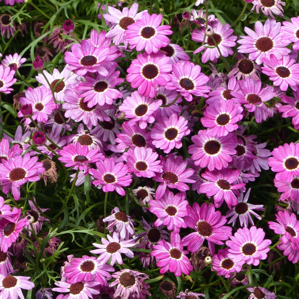 Argyranthemum Grandaisy Pink Tourmaline - Struikmargriet