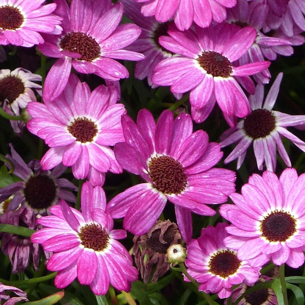 Argyranthemum Grandaisy Pink Tourmaline - Struikmargriet