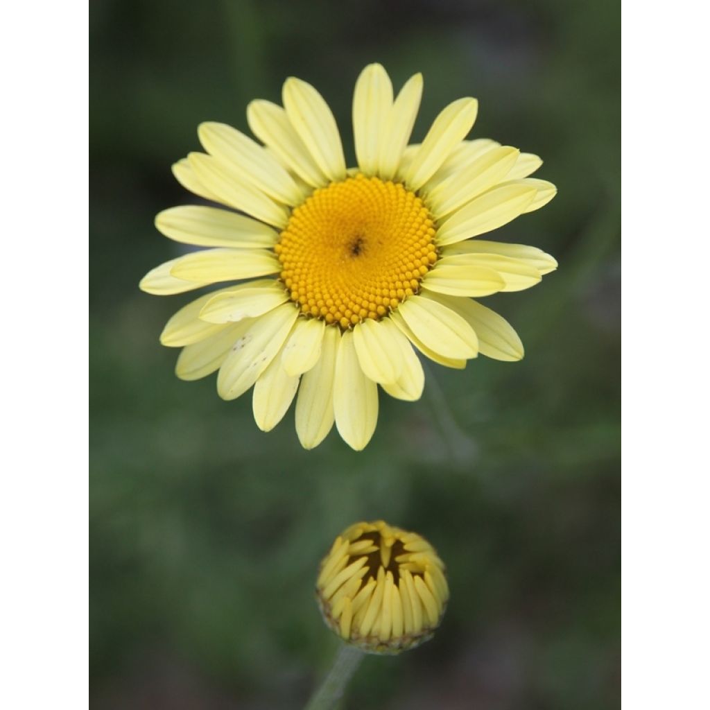 Anthemis tinctoria E.C. Buxton - Gele kamille