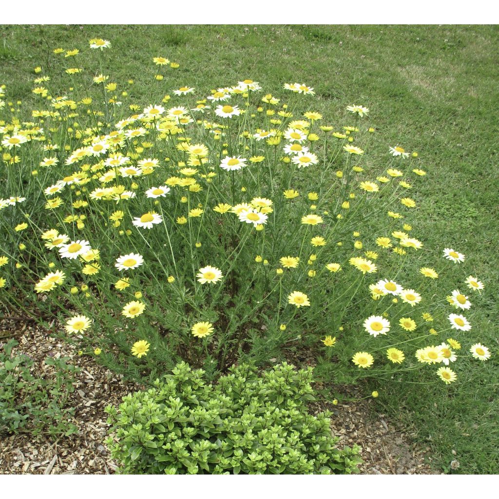 Anthemis tinctoria E.C. Buxton - Gele kamille