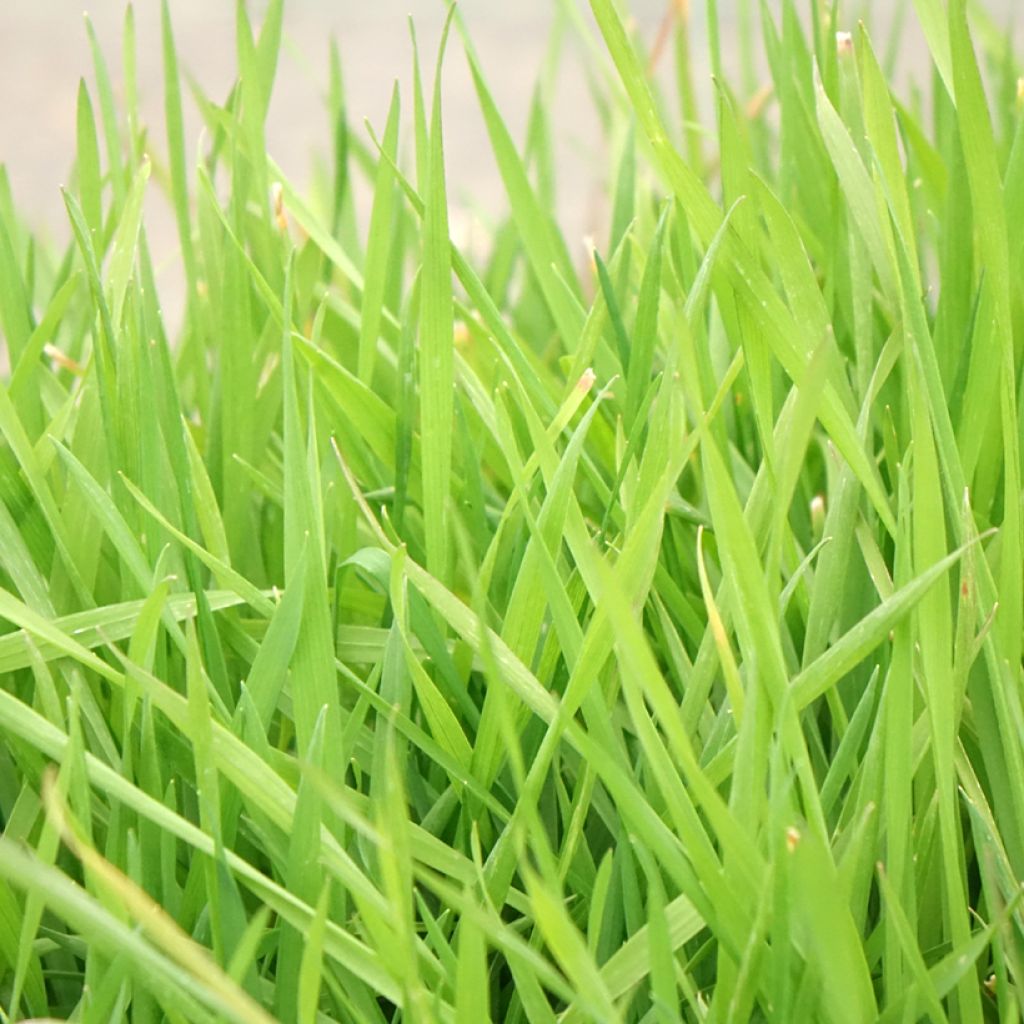 Anthoxanthum odoratum - Gewoon reukgras