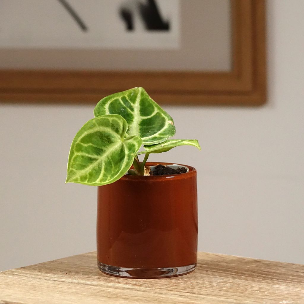 Anthurium Crystal Hope - Aderplant