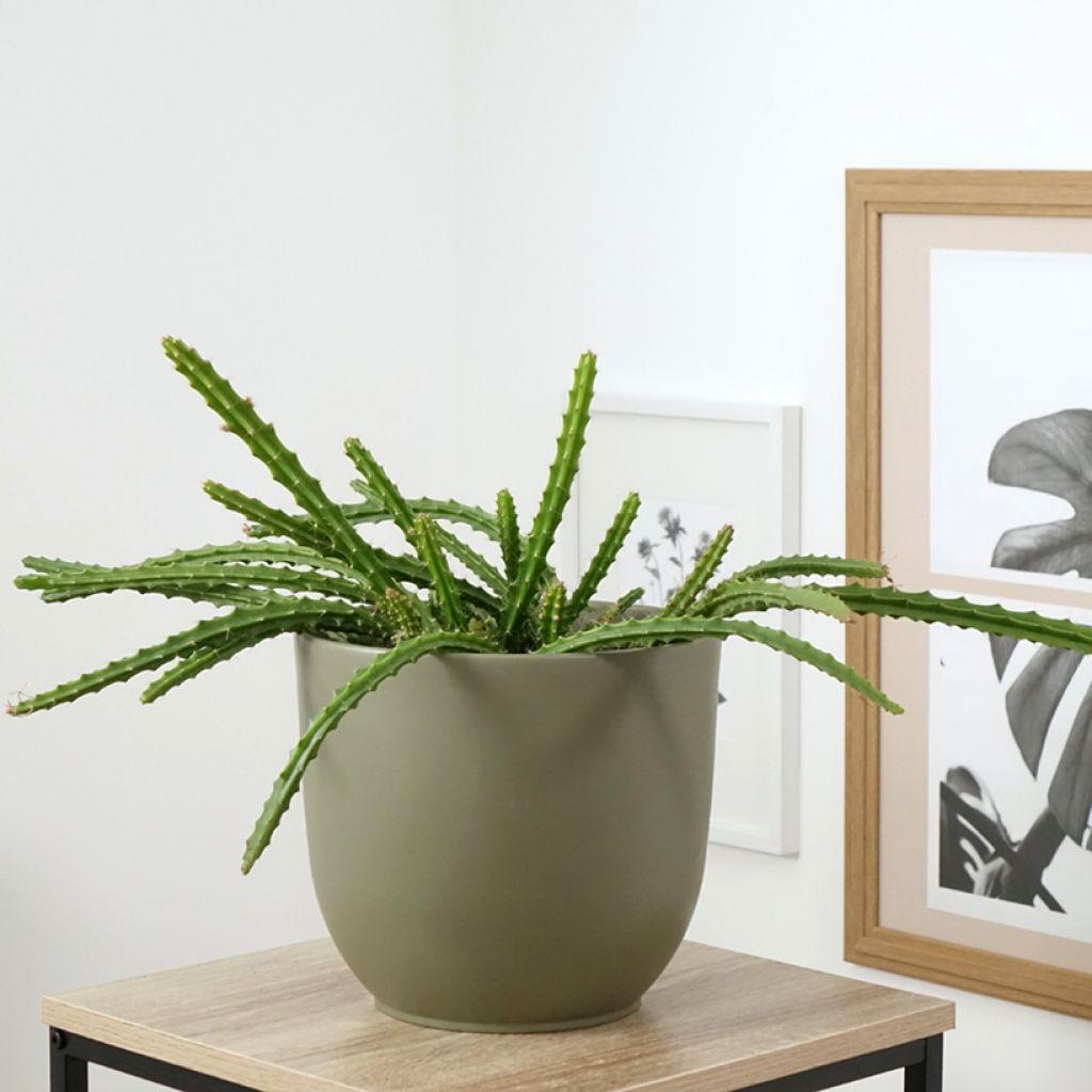 Aporophyllum malisonii - Rattenstaartcactus