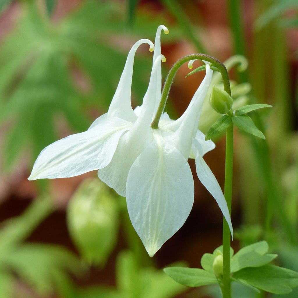 Akelei Munstead White - Aquilegia vulgaris