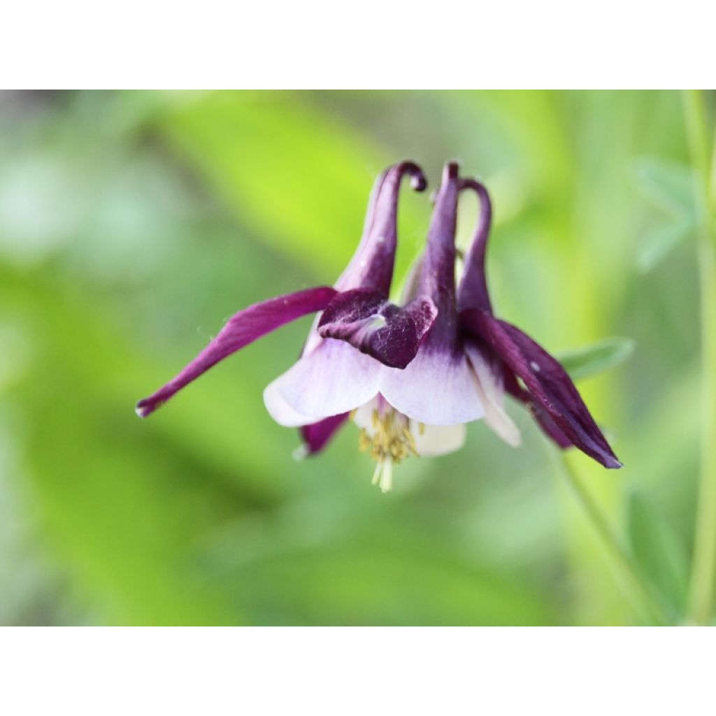 Akelei William Guiness - Aquilegia vulgaris