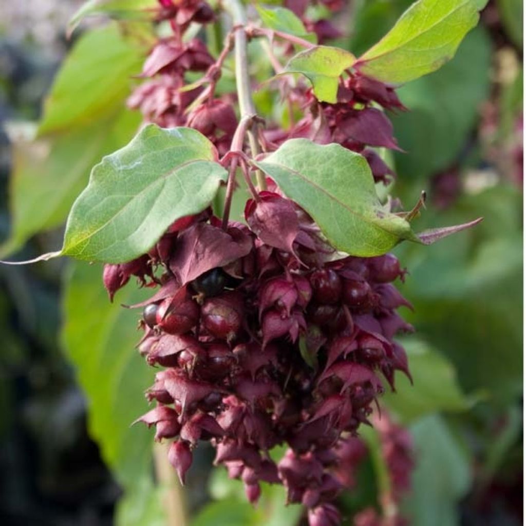 Leycesteria formosa Purple Rain - Fazantenbes