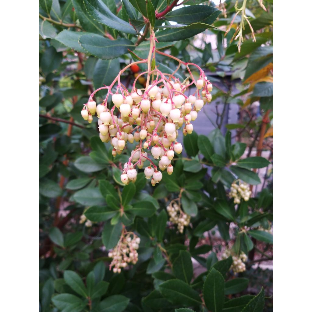 Arbutus unedo - Aardbeiboom