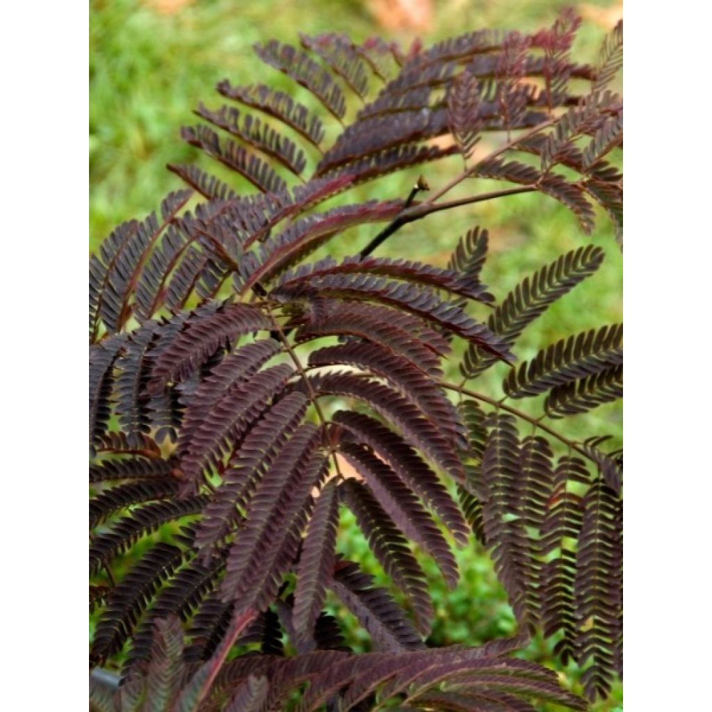 Albizia julibrissin Chocolate Fountain - Perzische slaapboom