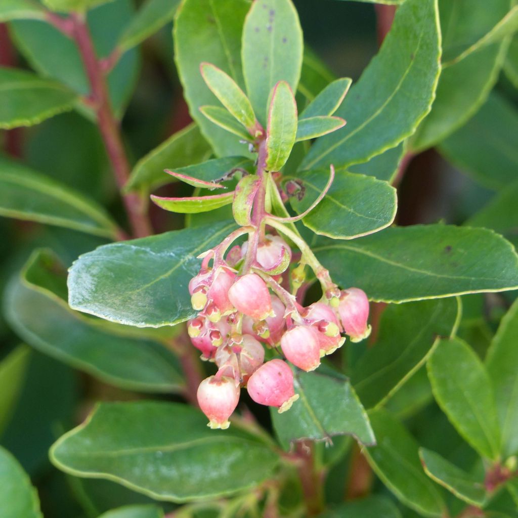 Arbutus unedo Roselily - Aardbeiboom