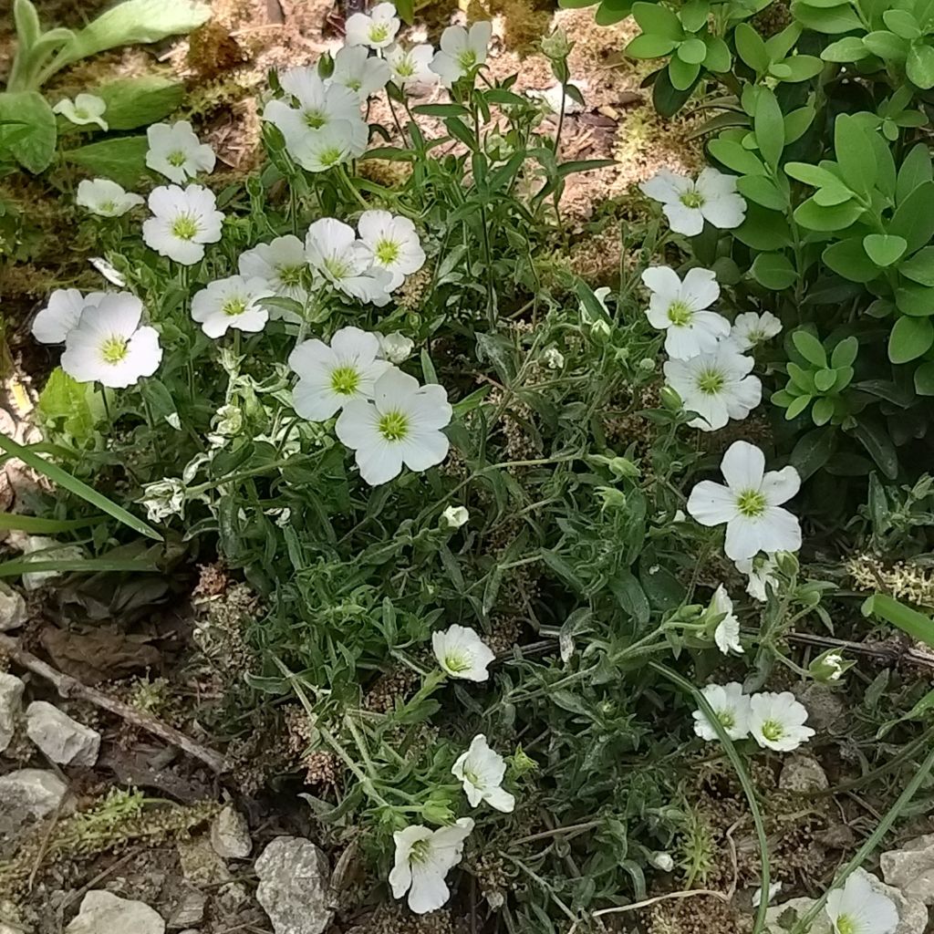 Arenaria montana - Zandkruid