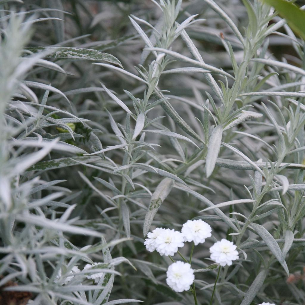 Artemisia ludoviciana Silver Queen - Westerse bijvoet