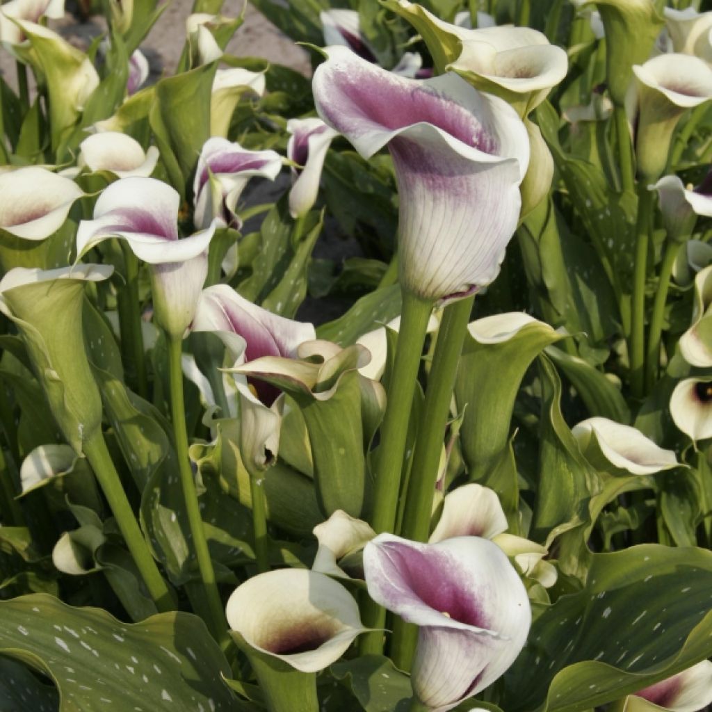 Zantedeschia Picasso - Gele calla