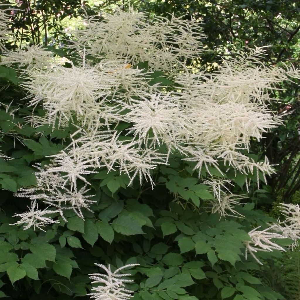 Aruncus dioïcus sylvestris - Geitenbaard