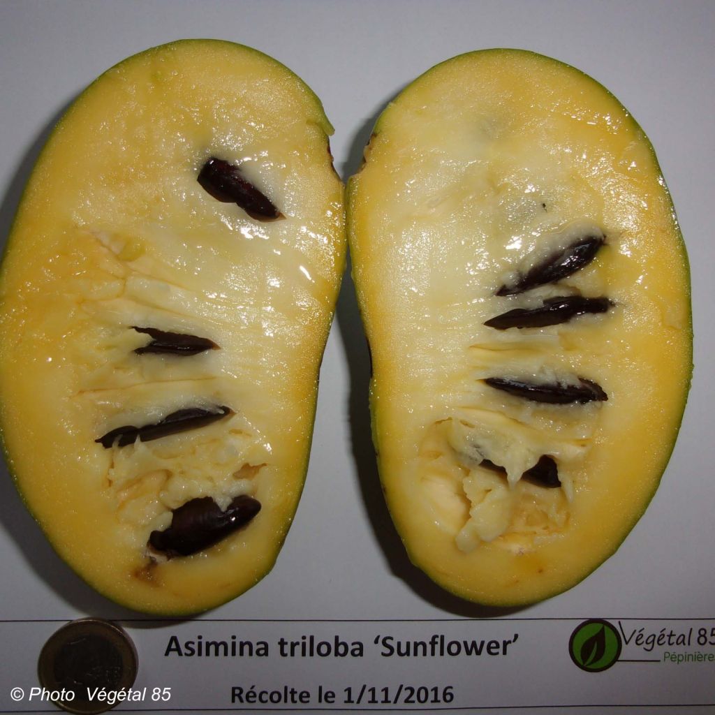 Pawpaw Sunflower - Asimina triloba