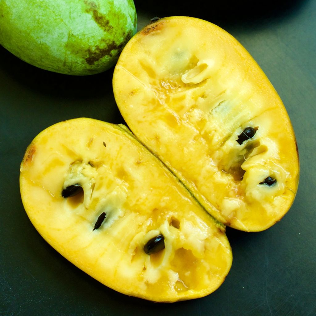 Pawpaw Prolific - Asimina triloba