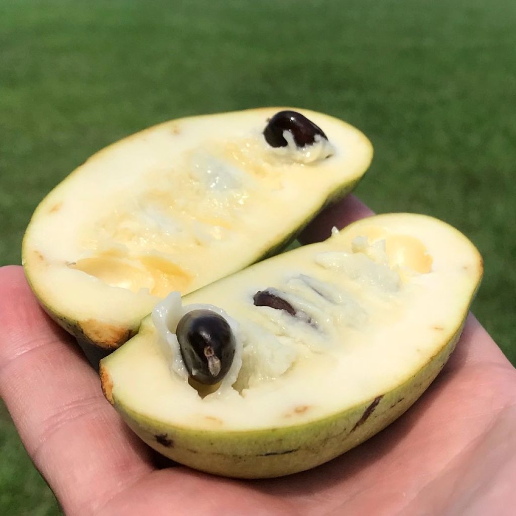 Pawpaw Prolific - Asimina triloba