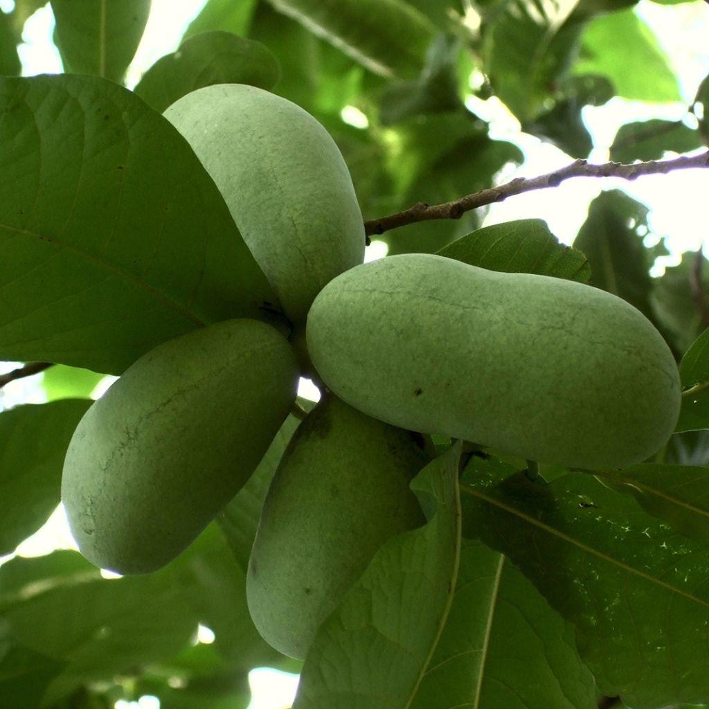 Pawpaw Prolific - Asimina triloba