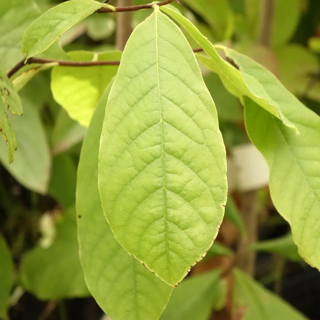 Pawpaw - Asimina triloba