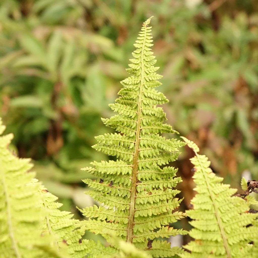 Polystichum setiferum Congestum - Zachte naaldvaren