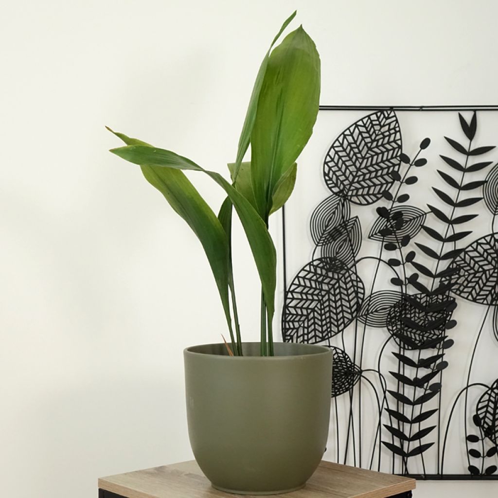 Aspidistra elatior - Kwartjesplant