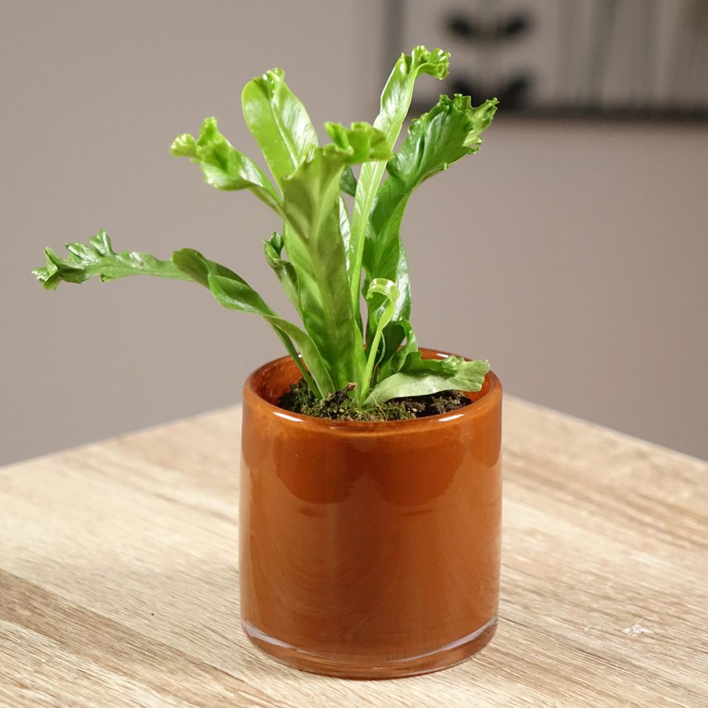 Asplenium antiquum Leslie - Vogelnestvaren