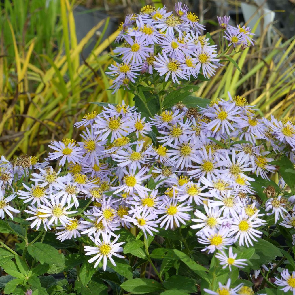 Aster ageratoides Asran - Japanse dwergaster