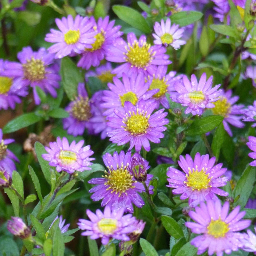 Aster ageratoides Ezo Murasaki - Japanse dwergaster
