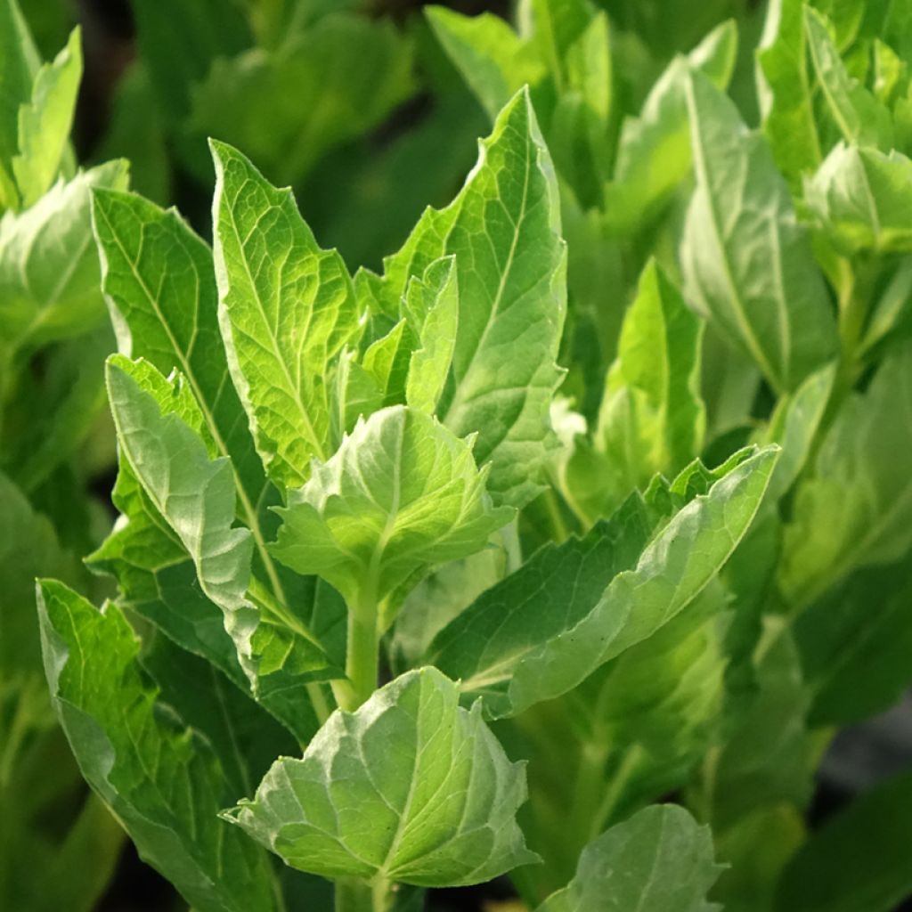 Japanse dwergaster Starshine