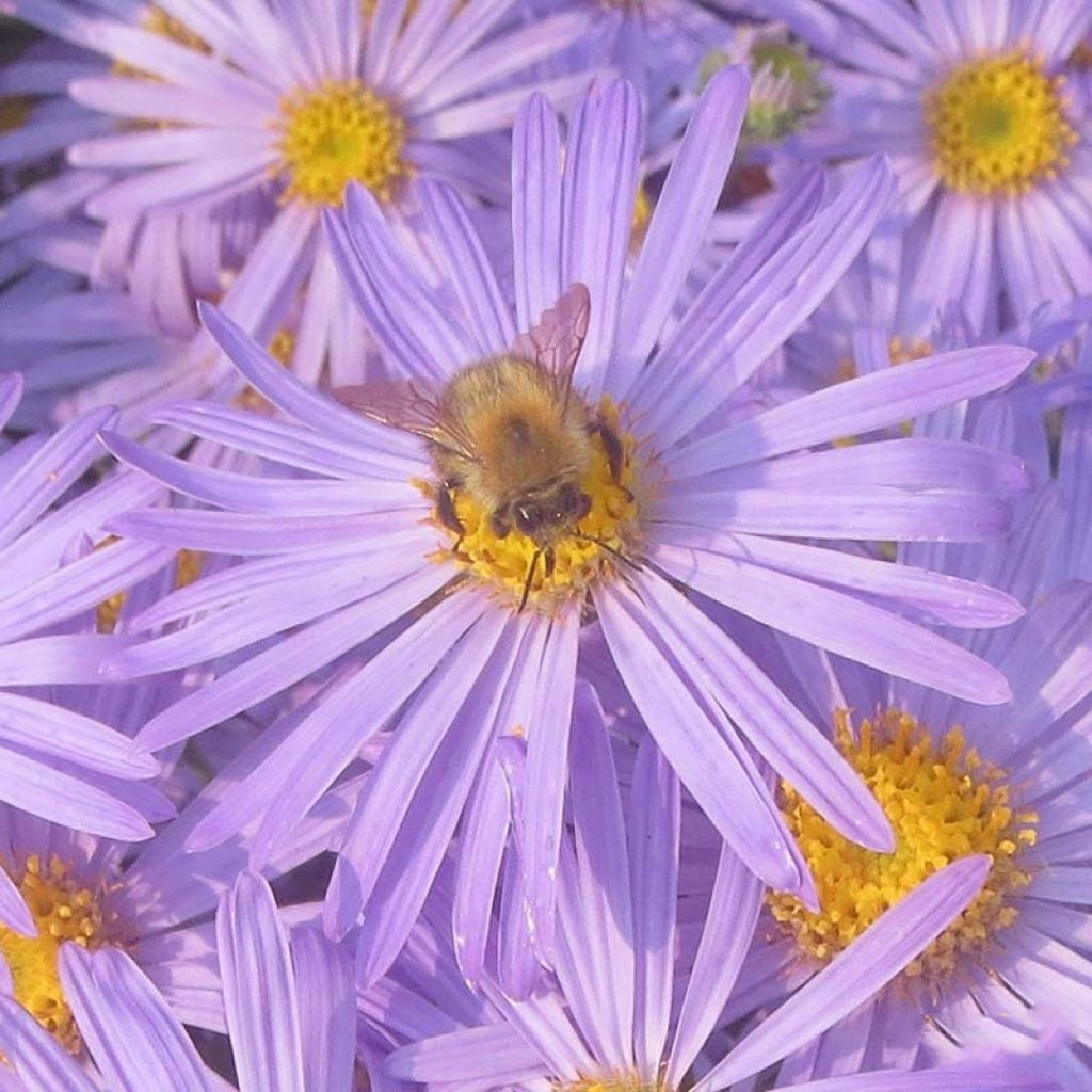 Aster amellus Blue King - Bergaster