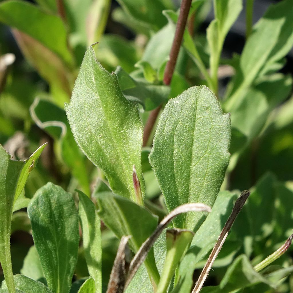 Aster amellus Rudolf Goethe - Bergaster