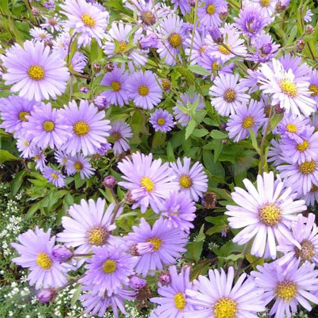 Aster Barts Blue Beauty - Herfstaster