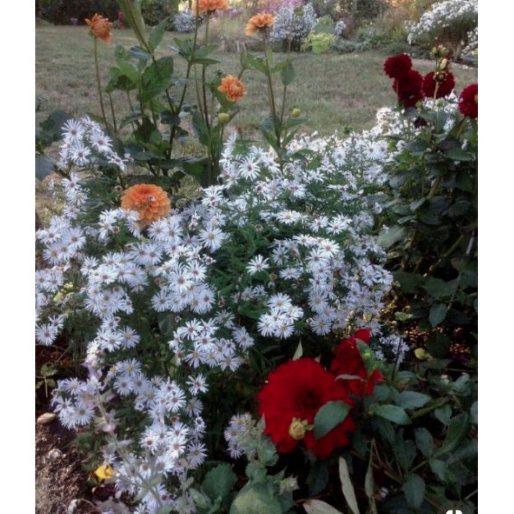 Aster dumosus Kristina - Dwergaster