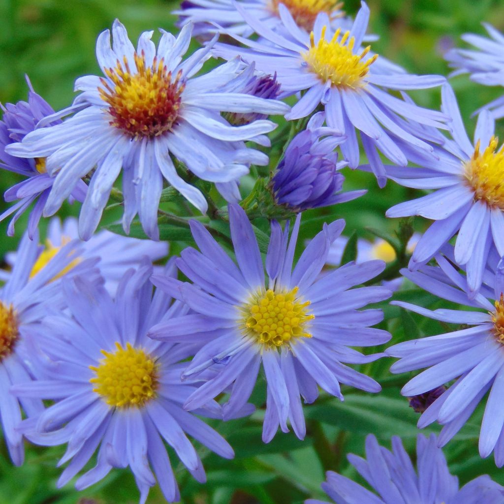 Aster dumosus Professeur Anton Kippenberg - Dwergaster