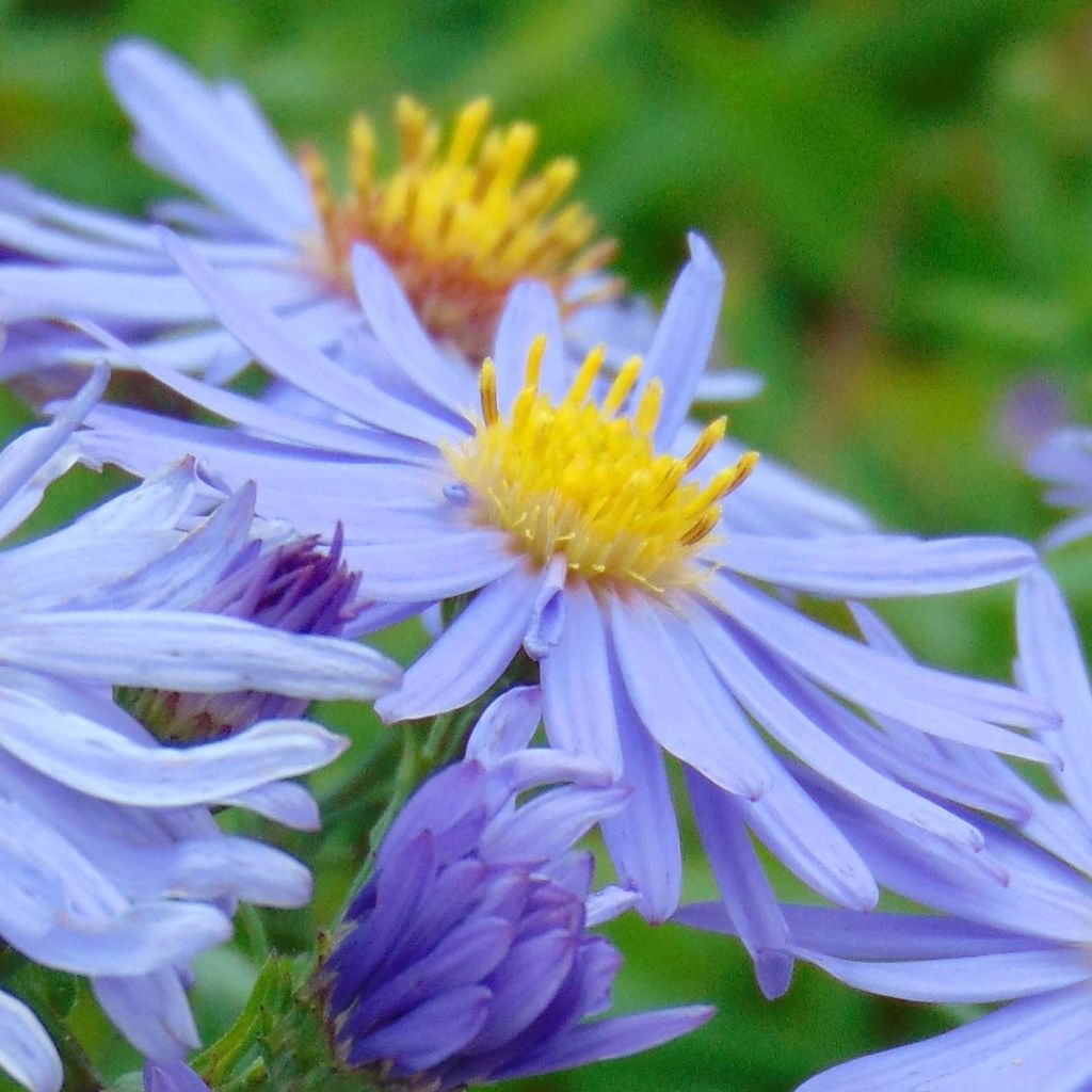 Aster dumosus Professeur Anton Kippenberg - Dwergaster