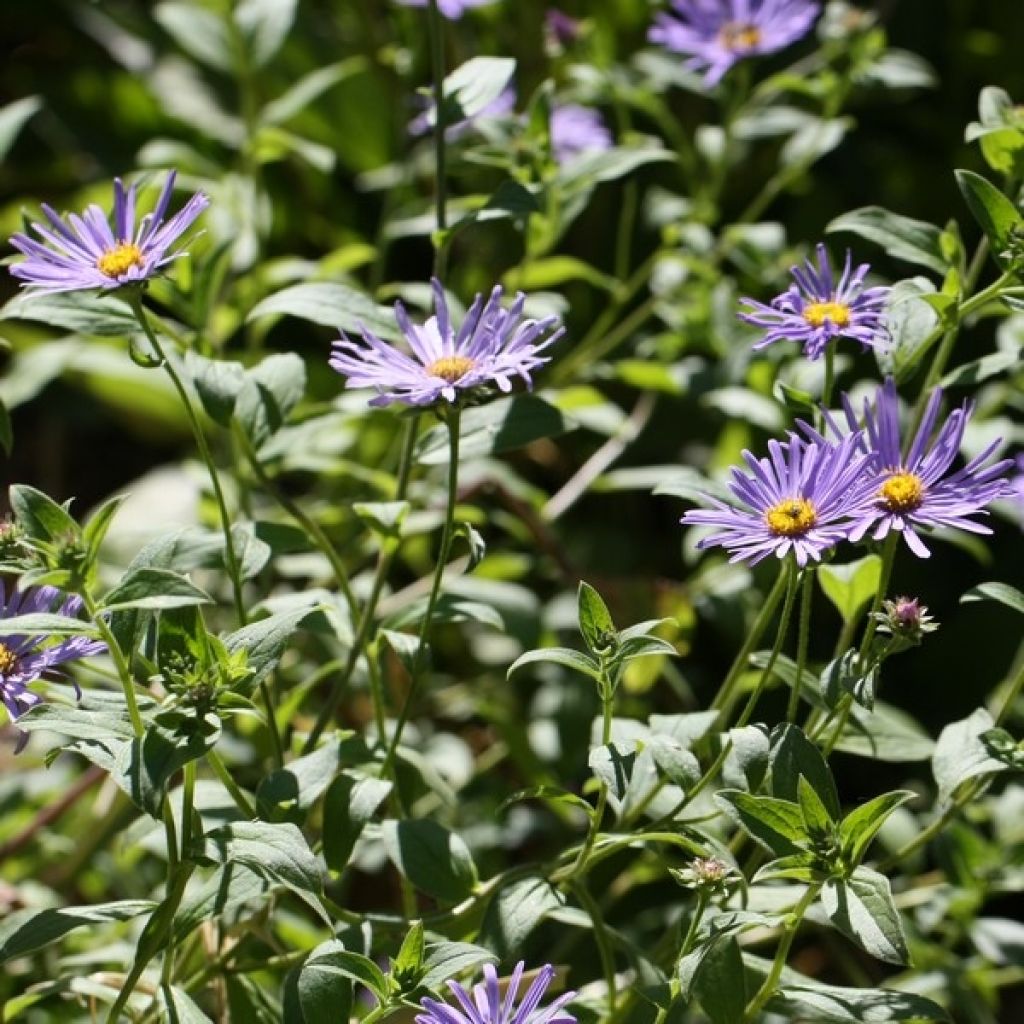 Aster frikartii Mönch - Zomeraster