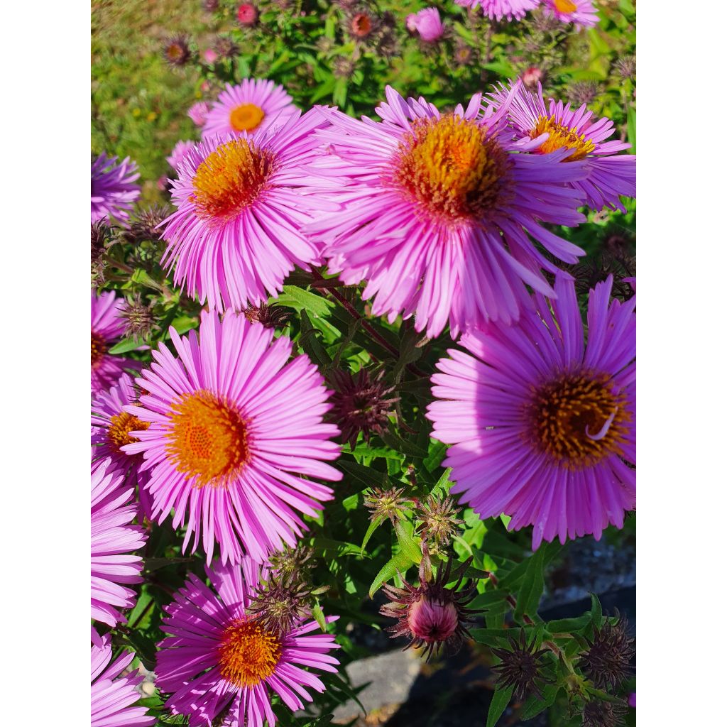 Aster novae-angliae Barrs Pink - Nieuw-Engelse aster