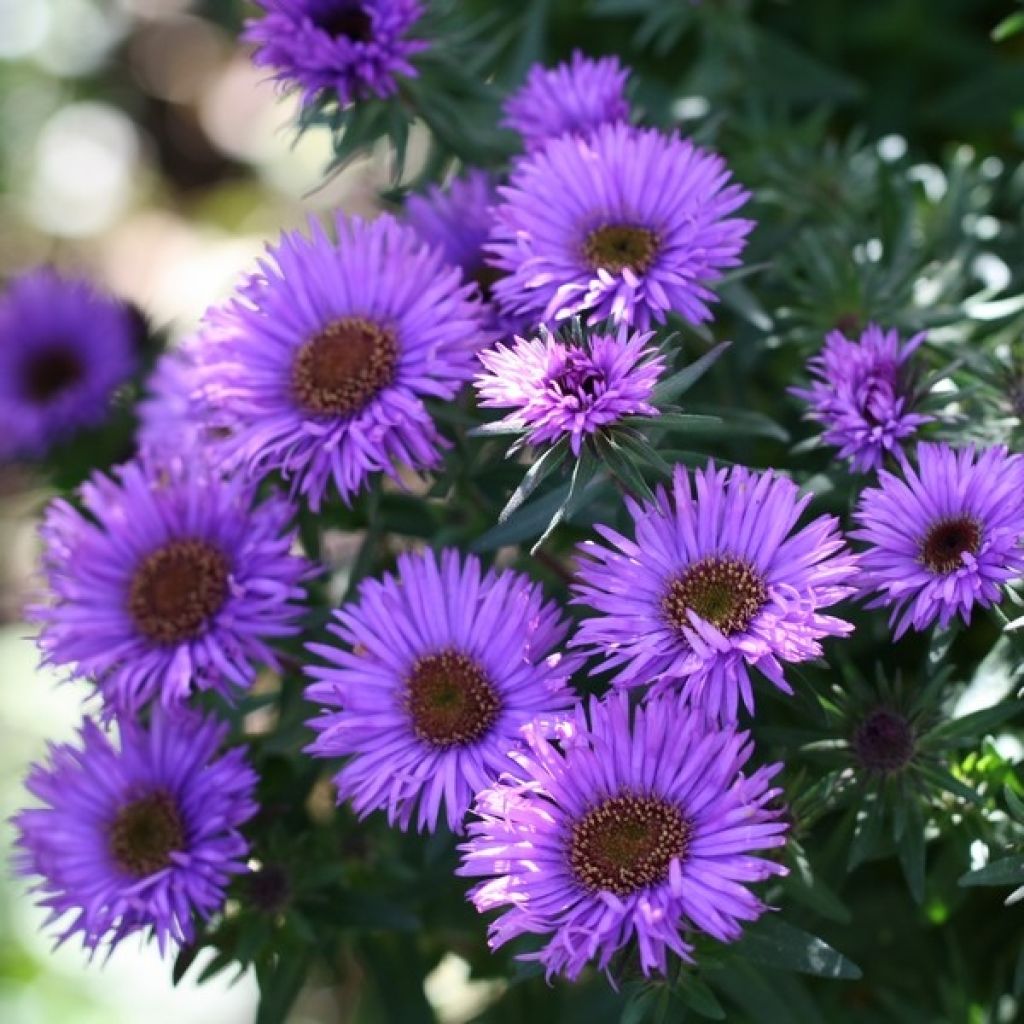 Aster novae-angliae Purple Dome - Nieuw-Engelse aster