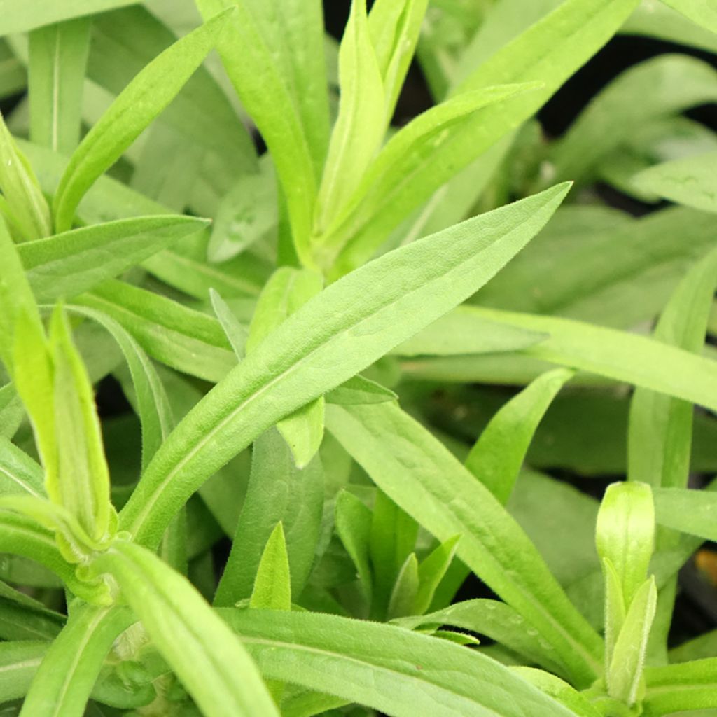 Aster novae-angliae Rosa Sieger - Nieuw-Engelse aster