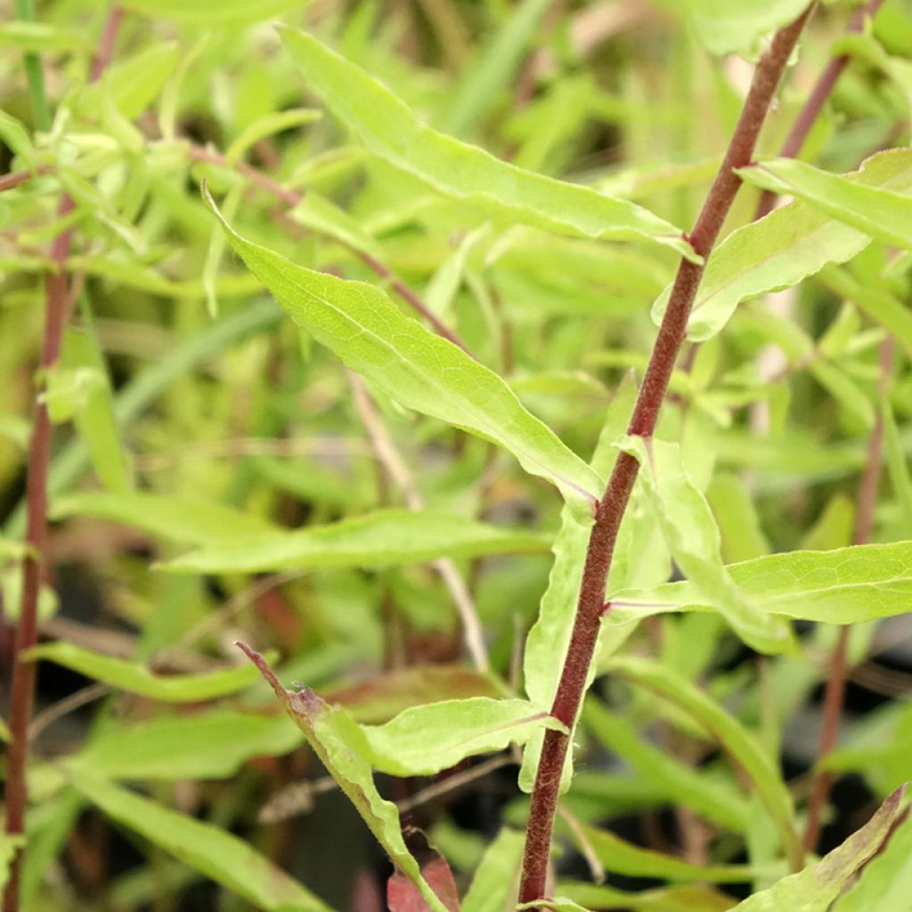 Aster oblongifolium October Skies - Aromatische aster